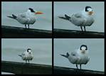 (03) oyster catcher montage.jpg    (1000x720)    212 KB                              click to see enlarged picture